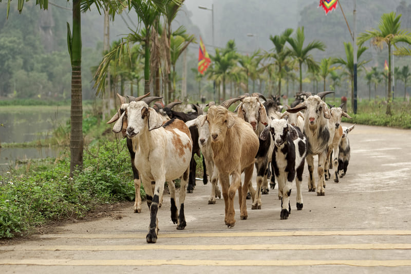 Đậm đà hương vị dê Ninh Bình, đặc sản nổi tiếng miền cố đô 3