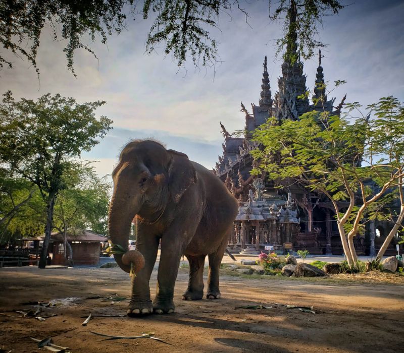 Khám phá Đền Chân Lý Pattaya: Kiệt tác kiến trúc bằng gỗ độc đáo 6