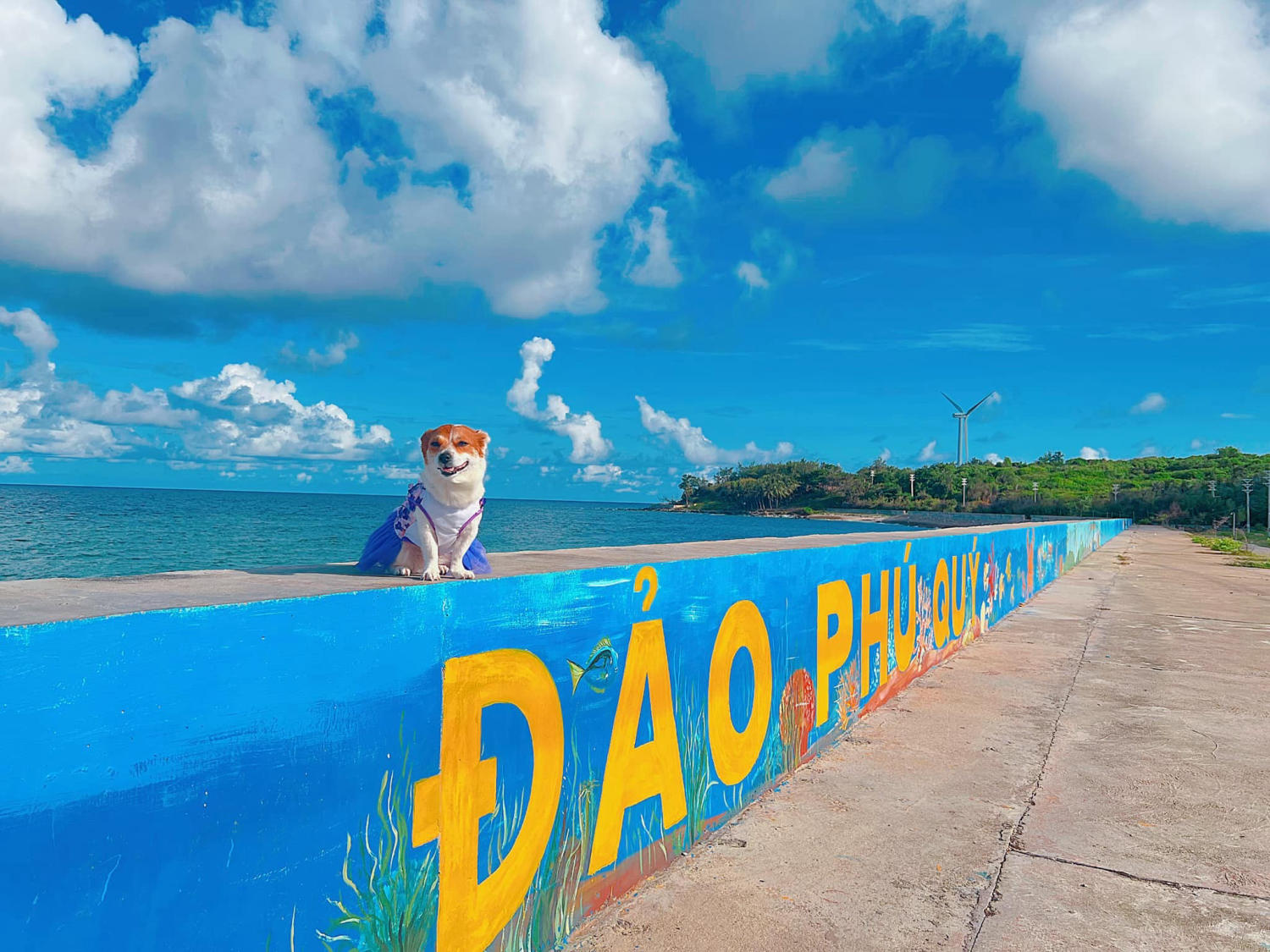 Đến Đảo Phú Quý cùng cún yêu khuấy động mùa hè nhàm chán 2