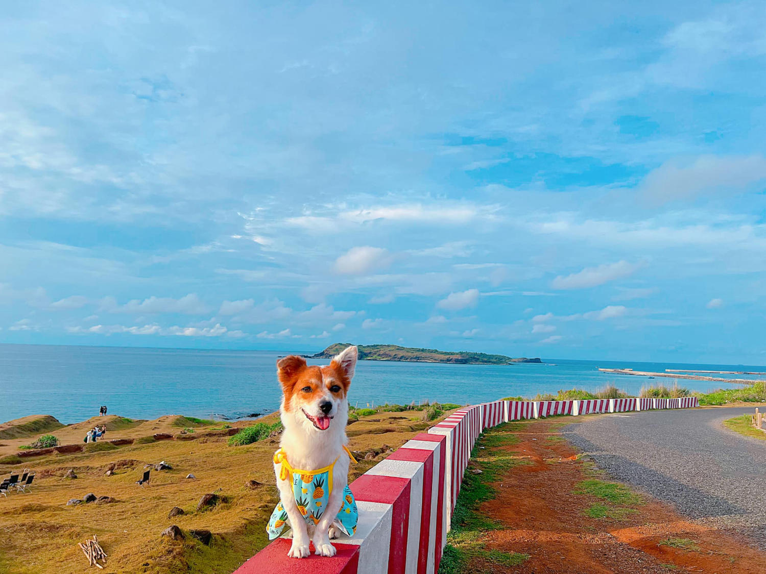 Đến Đảo Phú Quý cùng cún yêu khuấy động mùa hè nhàm chán 3