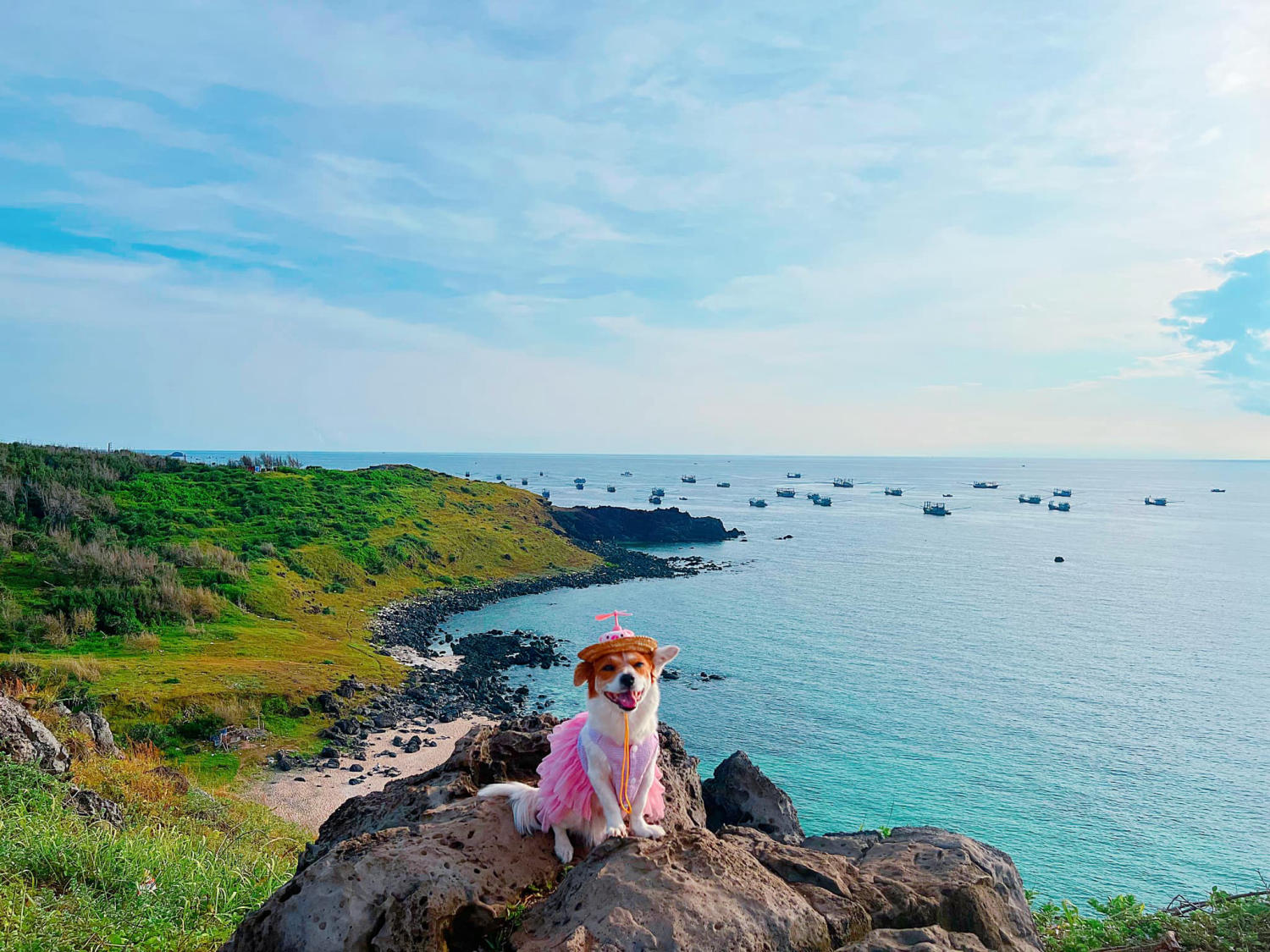 Đến Đảo Phú Quý cùng cún yêu khuấy động mùa hè nhàm chán 5