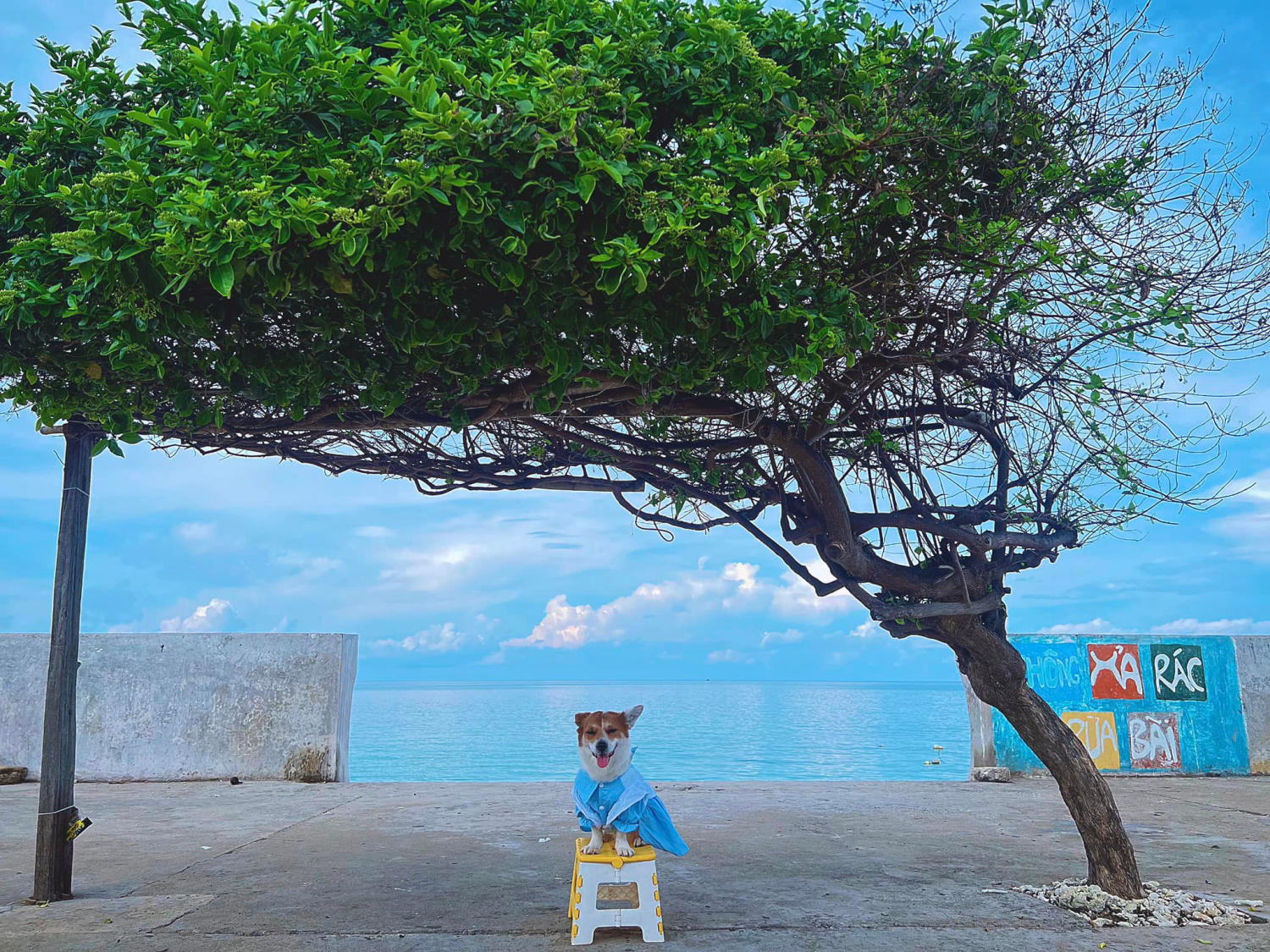 Đến Đảo Phú Quý cùng cún yêu khuấy động mùa hè nhàm chán 6