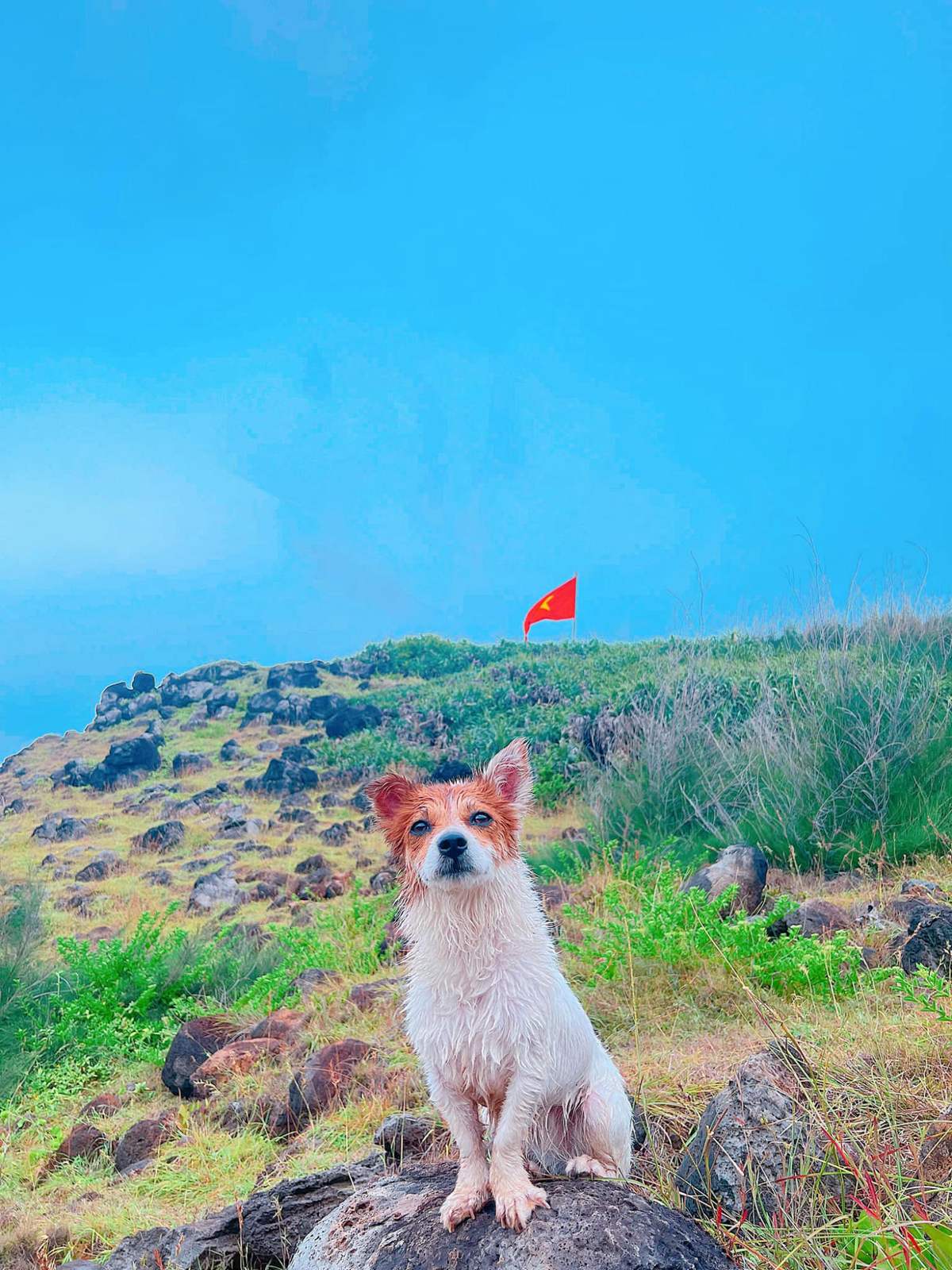 Đến Đảo Phú Quý cùng cún yêu khuấy động mùa hè nhàm chán 8