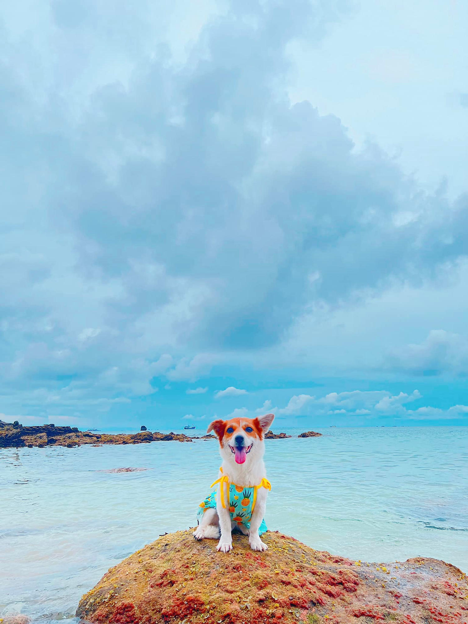 Đến Đảo Phú Quý cùng cún yêu khuấy động mùa hè nhàm chán 9