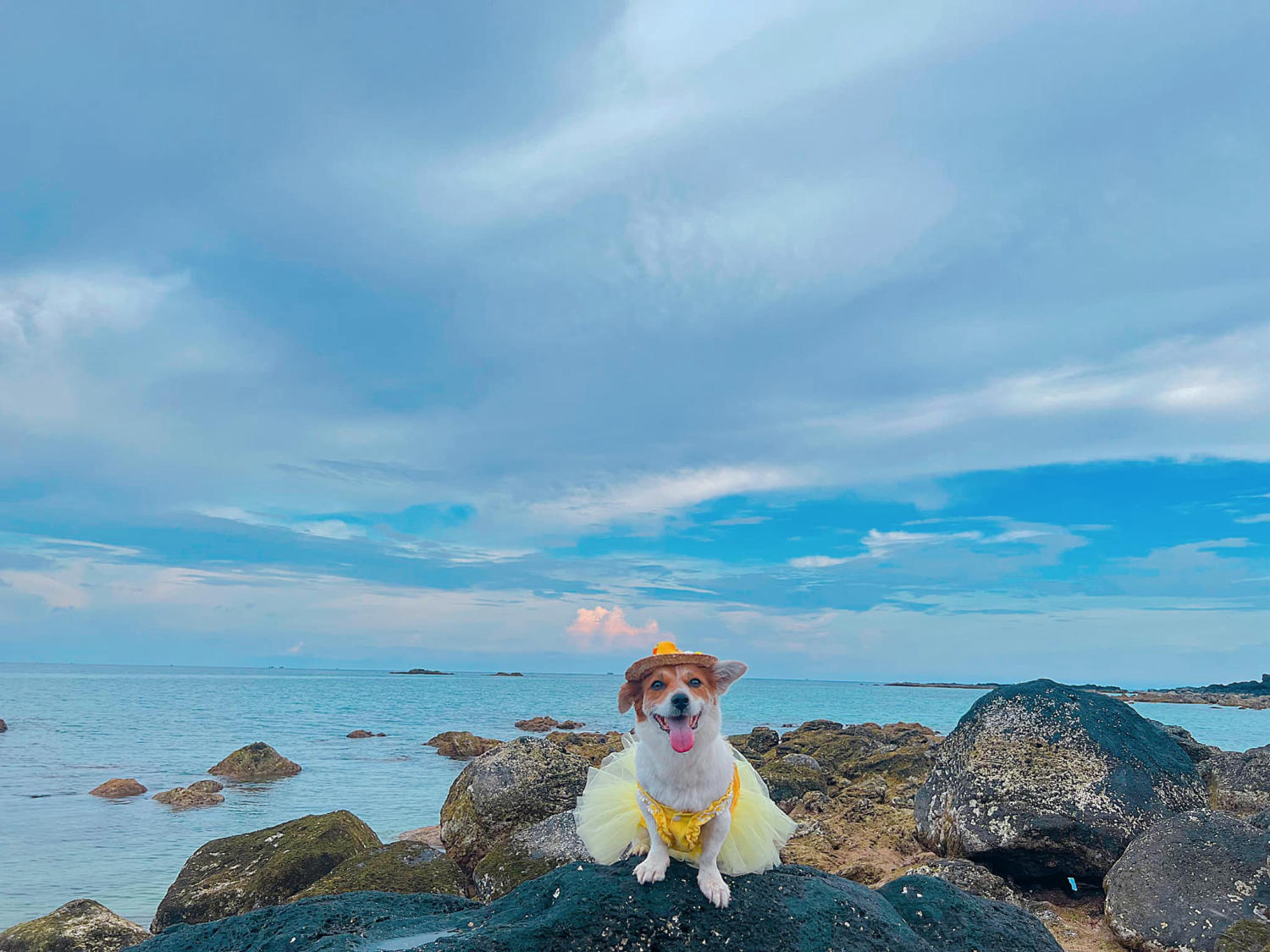 Đến Đảo Phú Quý cùng cún yêu khuấy động mùa hè nhàm chán 11