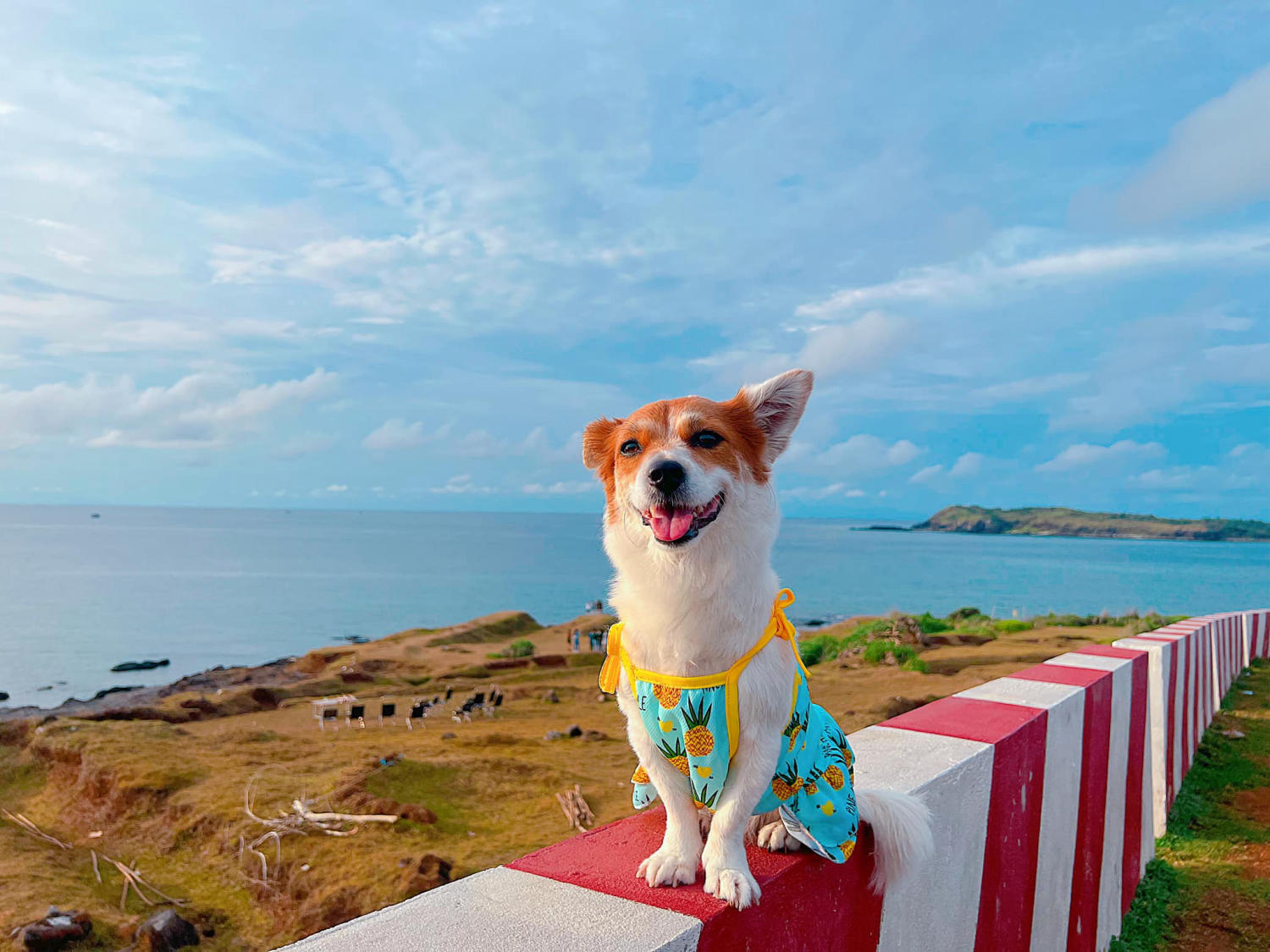 Đến Đảo Phú Quý cùng cún yêu khuấy động mùa hè nhàm chán 12