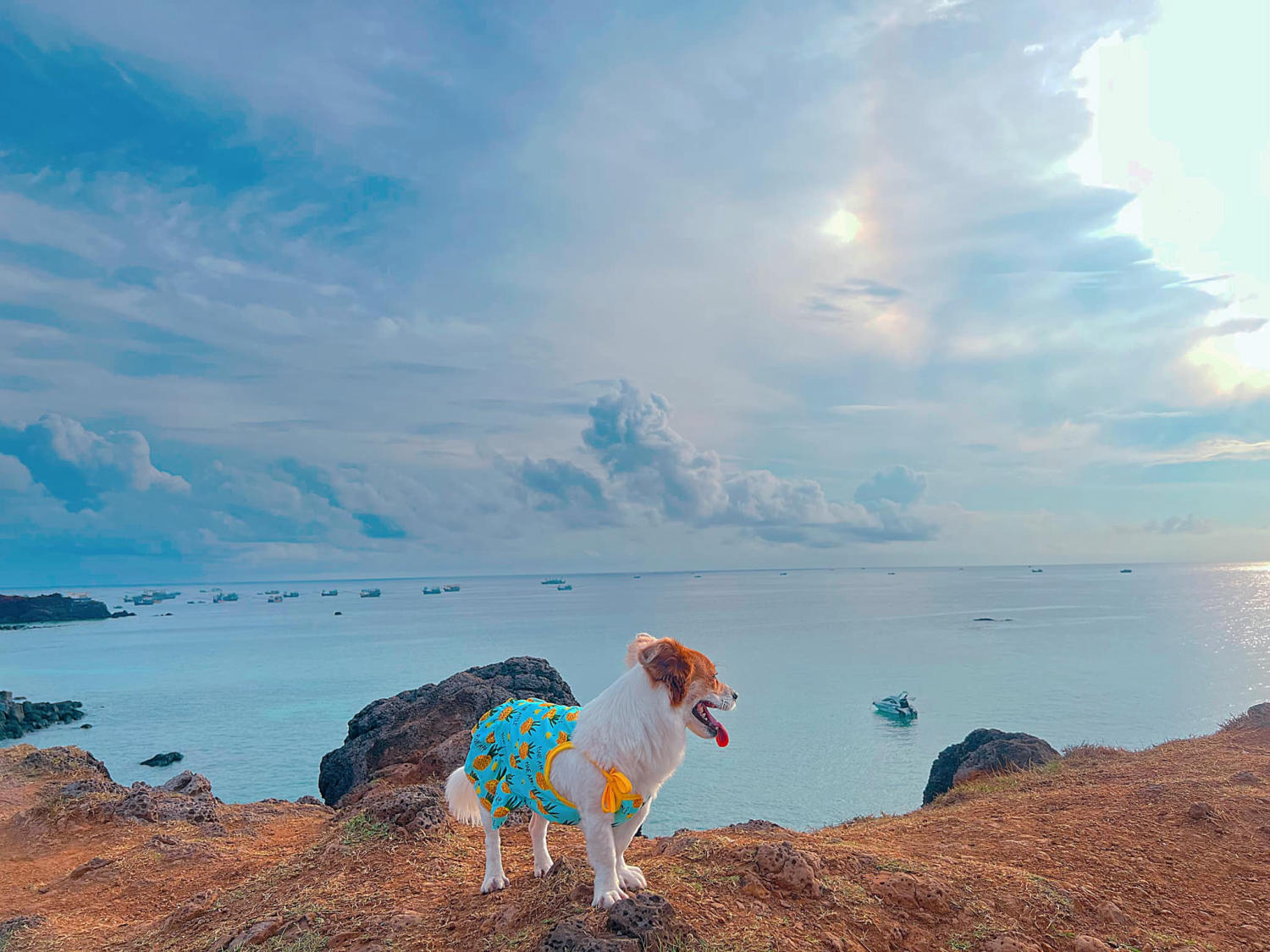 Đến Đảo Phú Quý cùng cún yêu khuấy động mùa hè nhàm chán 13