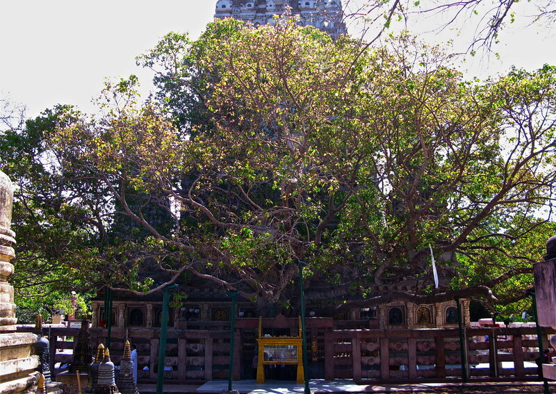 Mahabodhi, Ấn Độ: Khám phá thánh tích giác ngộ của Đức Phật 7