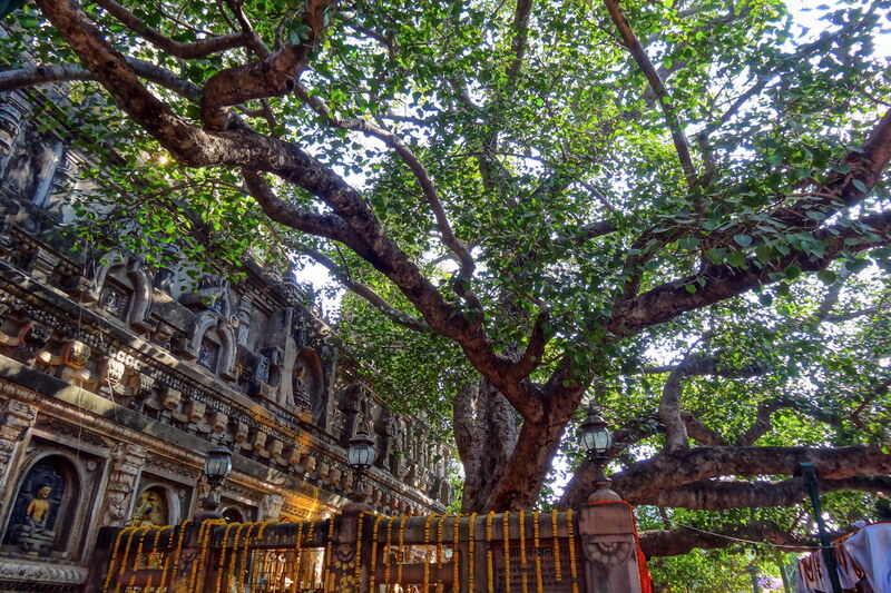 Mahabodhi, Ấn Độ: Khám phá thánh tích giác ngộ của Đức Phật 9