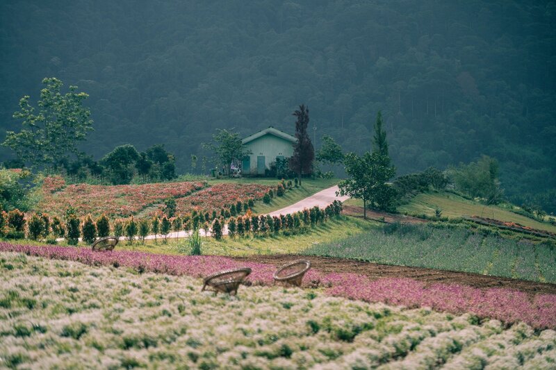 Đèo Tà Nung: Cung đường thơ mộng giữa núi rừng Đà Lạt 4
