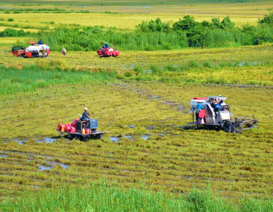 Đi Cà Mau mùa nào đẹp, cùng tìm hiểu ngay với MIA.vn 2