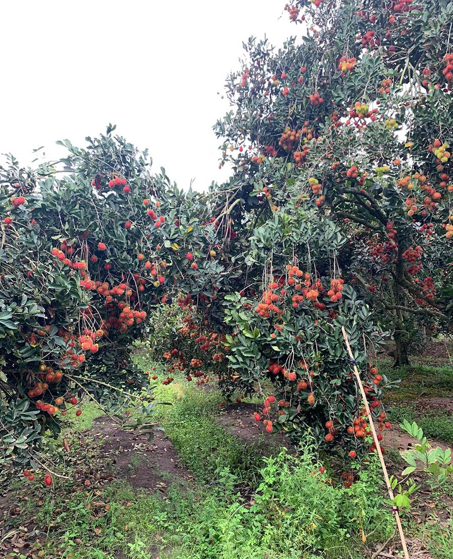 Điểm danh các vườn trái cây Tây Ninh nổi tiếng cho hội mê xê dịch 5