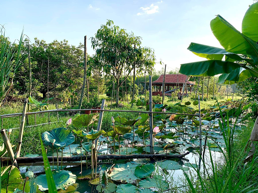 Điểm danh các vườn trái cây Tây Ninh nổi tiếng cho hội mê xê dịch 8