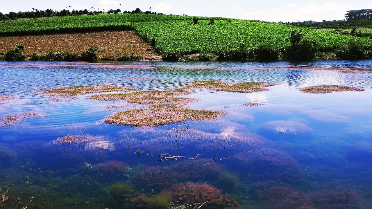 Độc đáo Hồ tảo hồng ở B'lao đẹp như tranh tại Lâm Đồng 2