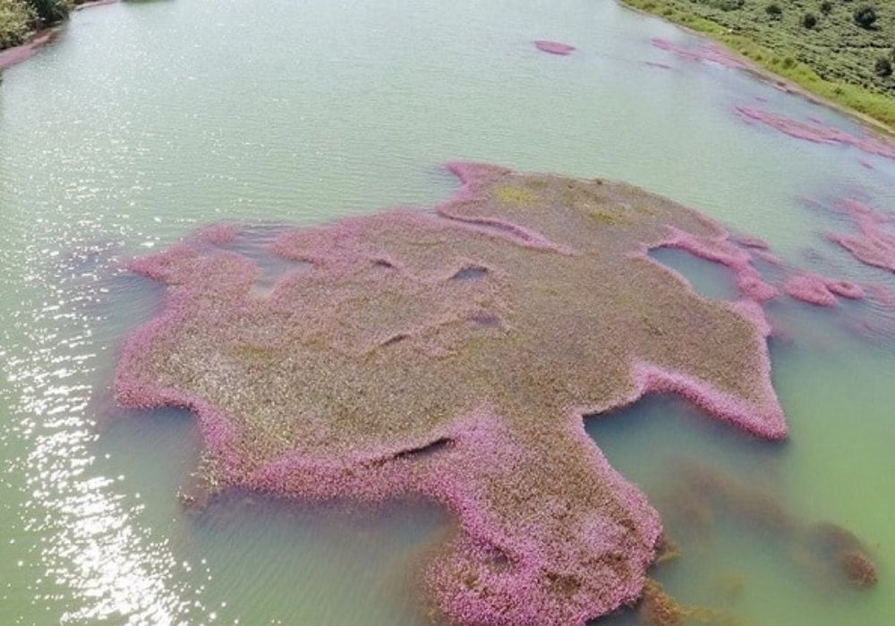 Độc đáo Hồ tảo hồng ở B'lao đẹp như tranh tại Lâm Đồng 4