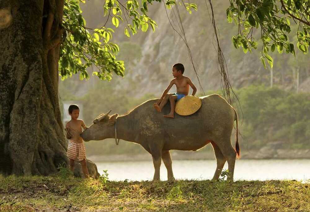 Độc đáo lễ hội rước Mục Đồng Đà Nẵng dành riêng cho trẻ em chăn trâu nơi cồn cỏ 3