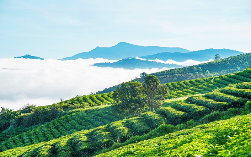 Săn mây đồi chè Cầu Đất: Thiên đường trong lành tại Đà Lạt 2