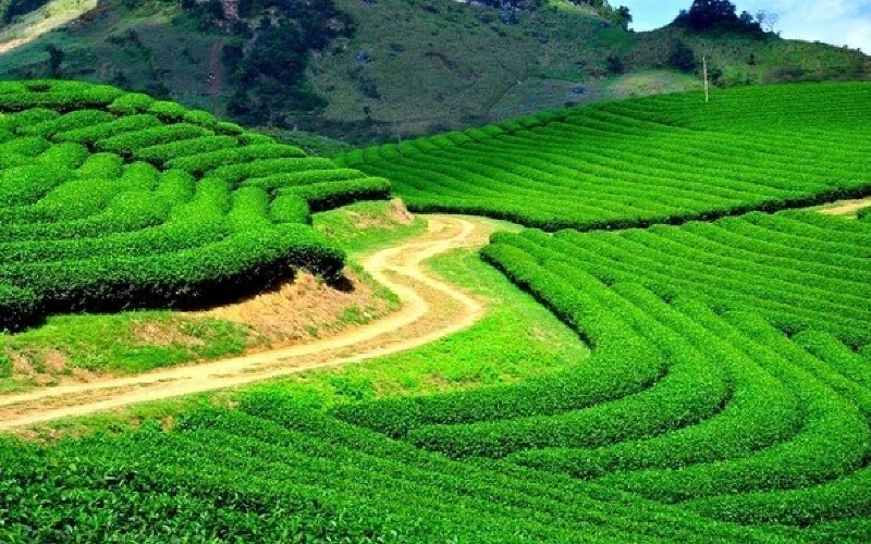 Săn mây đồi chè Cầu Đất: Thiên đường trong lành tại Đà Lạt 12