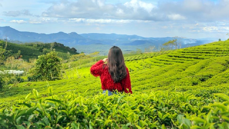 Săn mây đồi chè Cầu Đất: Thiên đường trong lành tại Đà Lạt 3