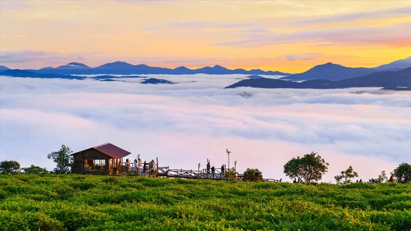 Săn mây đồi chè Cầu Đất: Thiên đường trong lành tại Đà Lạt 4