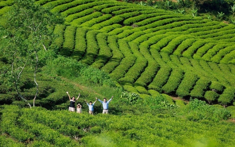 Săn mây đồi chè Cầu Đất: Thiên đường trong lành tại Đà Lạt 5