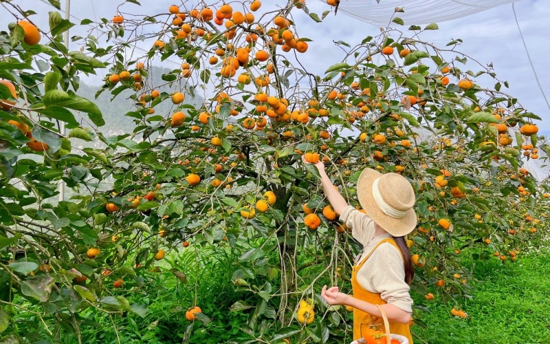 Săn mây đồi chè Cầu Đất: Thiên đường trong lành tại Đà Lạt 7