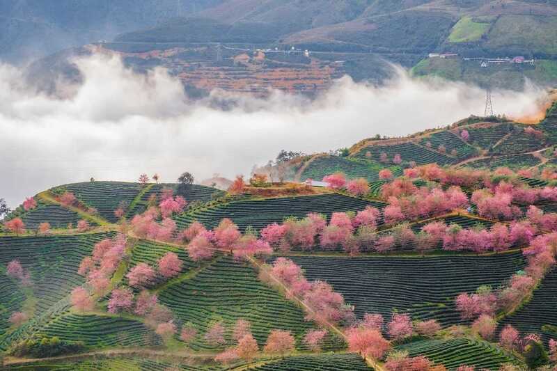 Hành trình săn 9 đồi chè đẹp nhất Việt Nam 3