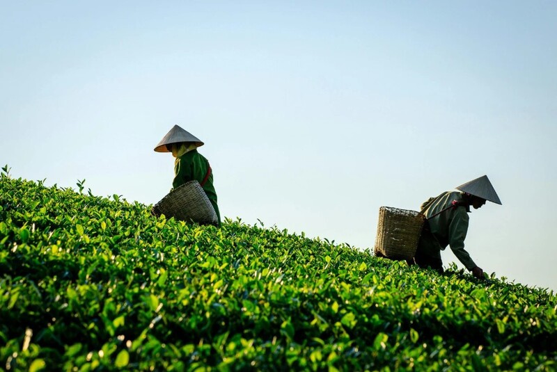 Hành trình săn 9 đồi chè đẹp nhất Việt Nam 4