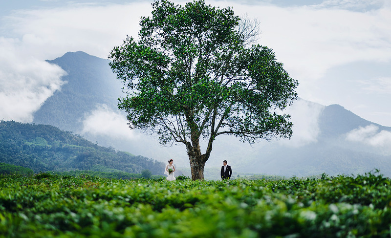 Hành trình săn 9 đồi chè đẹp nhất Việt Nam 7