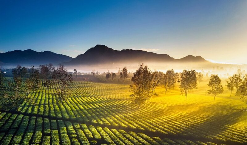 Hành trình săn 9 đồi chè đẹp nhất Việt Nam 8