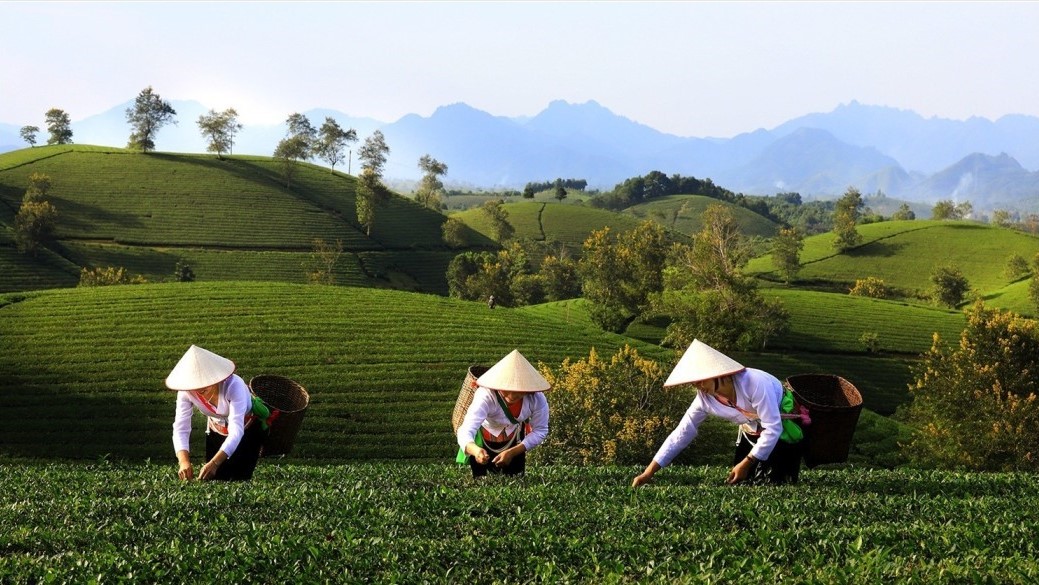 Đồi chè Long Cốc, điểm đến xanh đẹp mê hoặc của vùng đất Tổ 8