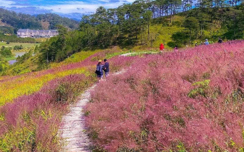 Đồi cỏ hồng Măng Lin: Nét đẹp hoang sơ níu chân du khách 4