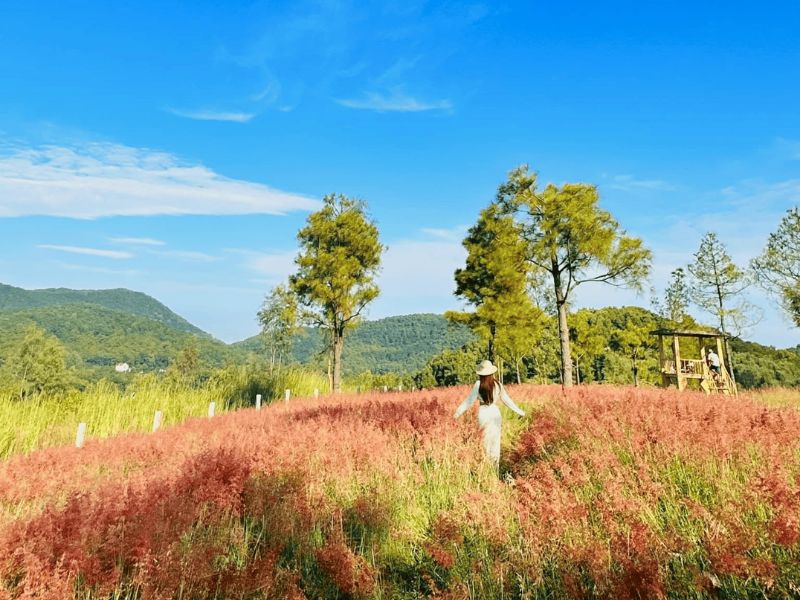 Đồi cỏ hồng Mộc Châu: Vẻ đẹp thơ mộng giữa lòng cao nguyên mùa đông 5