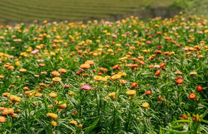 Check-in đồi hoa bất tử siêu hot ở Mộc Châu 2