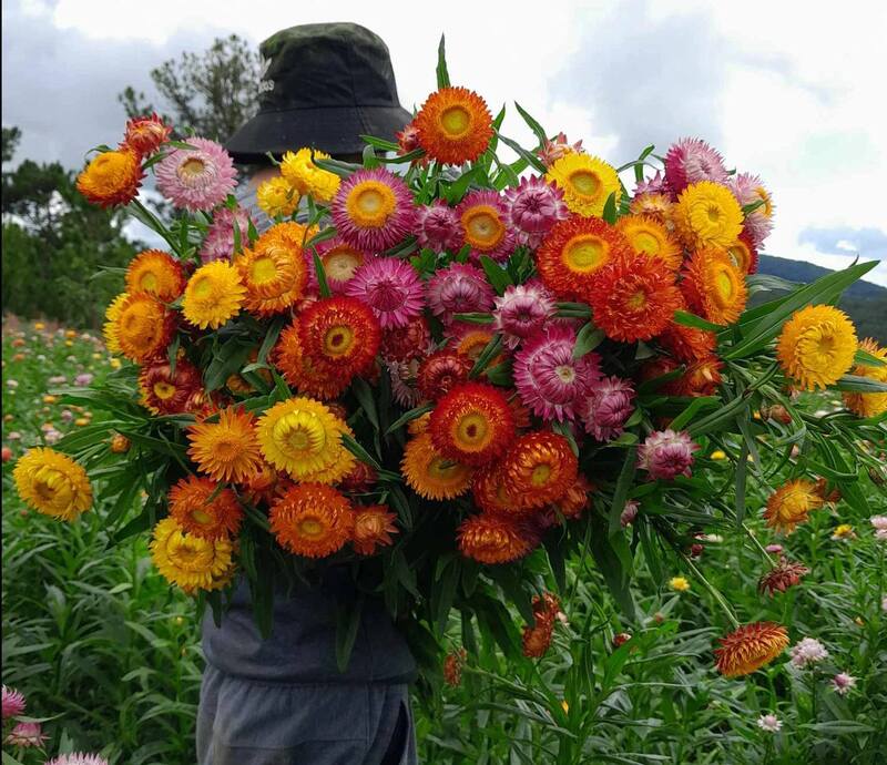 Check-in đồi hoa bất tử siêu hot ở Mộc Châu 10