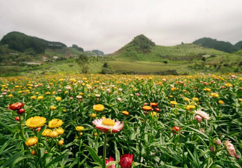 Check-in đồi hoa bất tử siêu hot ở Mộc Châu 5