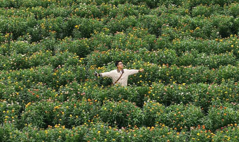 Check-in đồi hoa bất tử siêu hot ở Mộc Châu 9