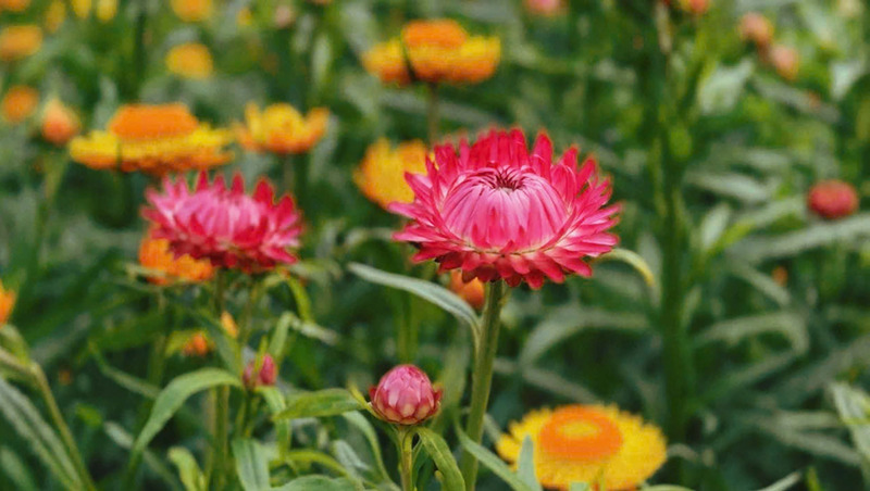 Check-in đồi hoa bất tử siêu hot ở Mộc Châu 3