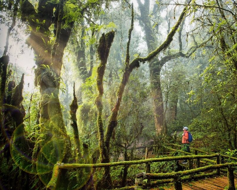 Công viên Quốc gia Doi Inthanon mái nhà của Thái Lan tại Chiang Mai 7