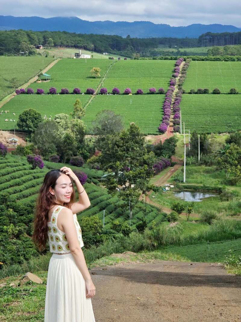 Check-in đồi trà Tằng Vĩnh An Bảo Lộc, thiên đường xanh giữa xứ B'lao 7