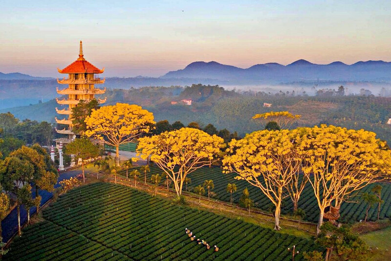 Check-in đồi trà Tằng Vĩnh An Bảo Lộc, thiên đường xanh giữa xứ B'lao 8