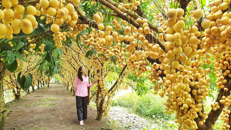 Khám phá Đồng bằng sông Cửu Long từ văn hóa đến du lịch 6