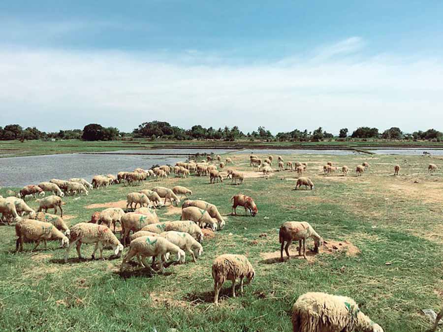 Đồng cừu An Hòa, điểm đến đầy thú vị trong hành trình về với Ninh Thuận 3