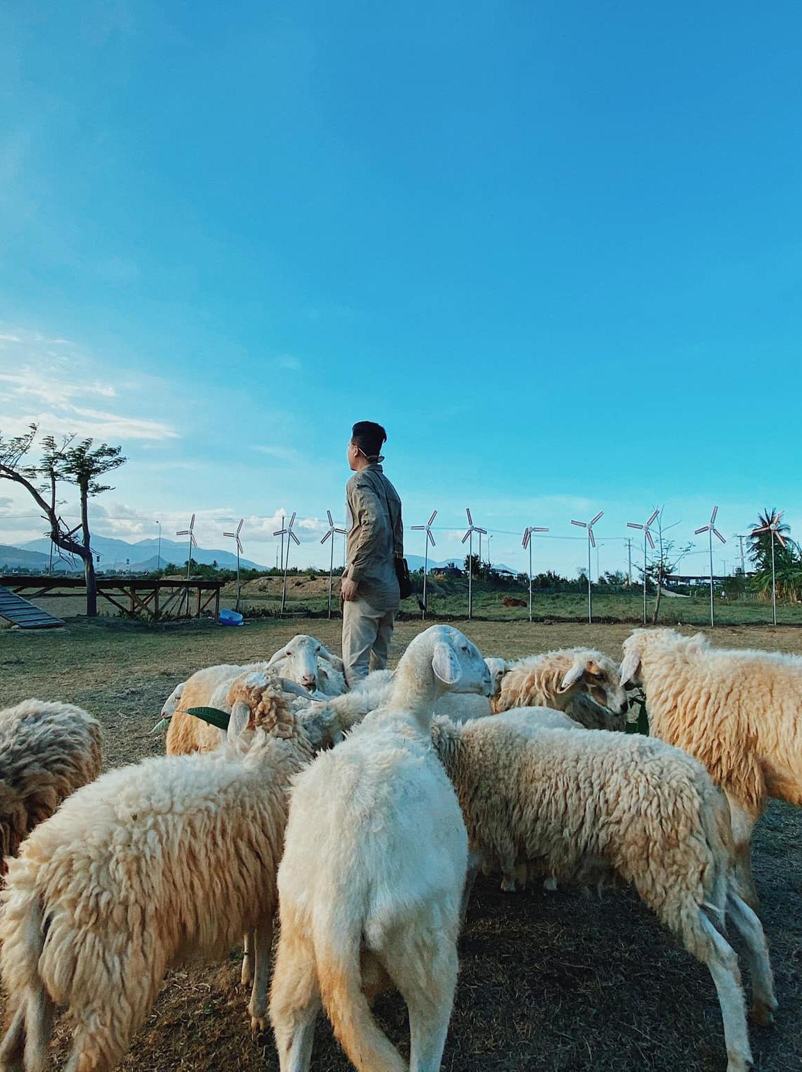 Đồng cừu An Hòa, điểm đến đầy thú vị trong hành trình về với Ninh Thuận 7