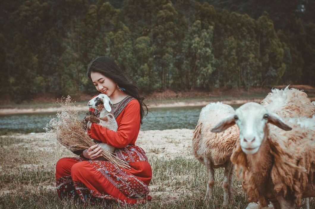 Đồng cừu Gia Hưng Ninh Bình - Bức tranh cổ tích tuyệt đẹp 8