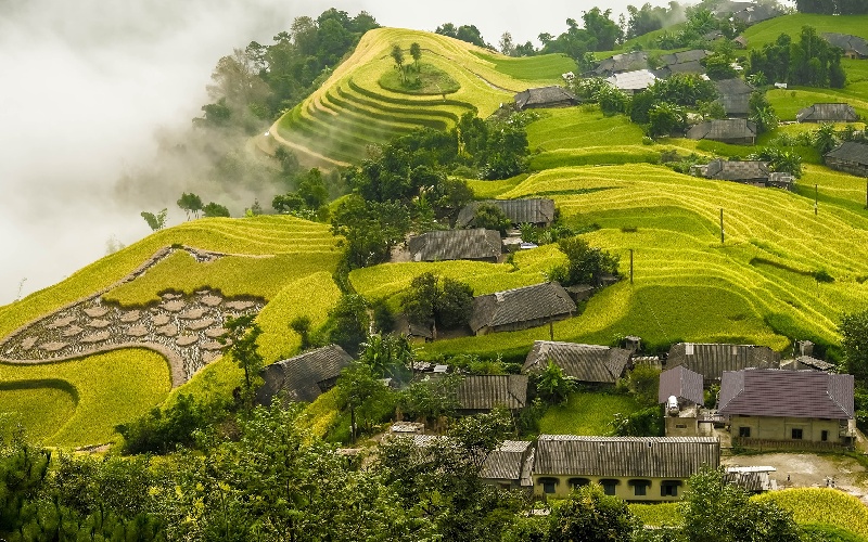 Top 8 đồng lúa đẹp nhất trải dài khắp Việt Nam 3