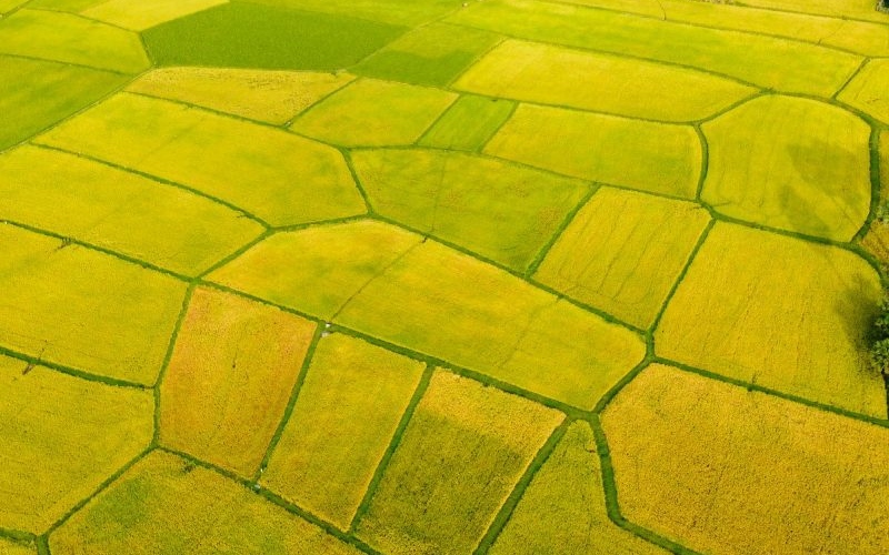 Top 8 đồng lúa đẹp nhất trải dài khắp Việt Nam 8