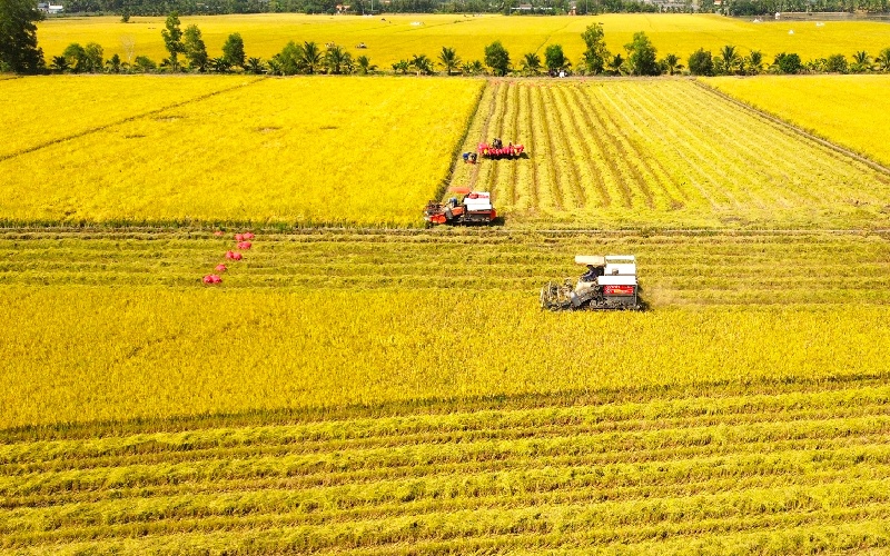 Top 8 đồng lúa đẹp nhất trải dài khắp Việt Nam 9