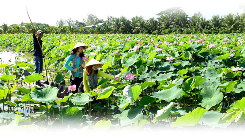 Đồng Sen Tháp Mười, vùng đất ngát hương của loài hoa thanh khiết 7