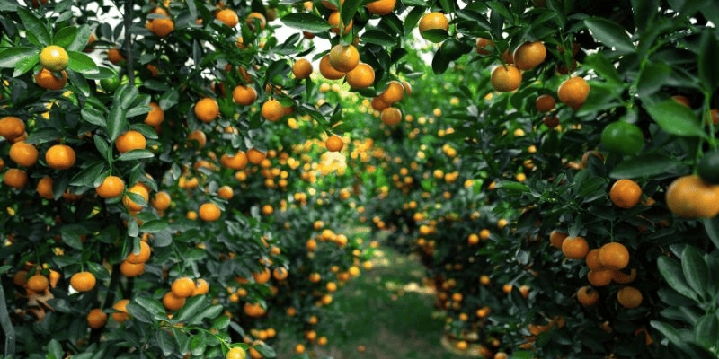 Chia sẻ kinh nghiệm du lịch Đông Triều Quảng Ninh 9